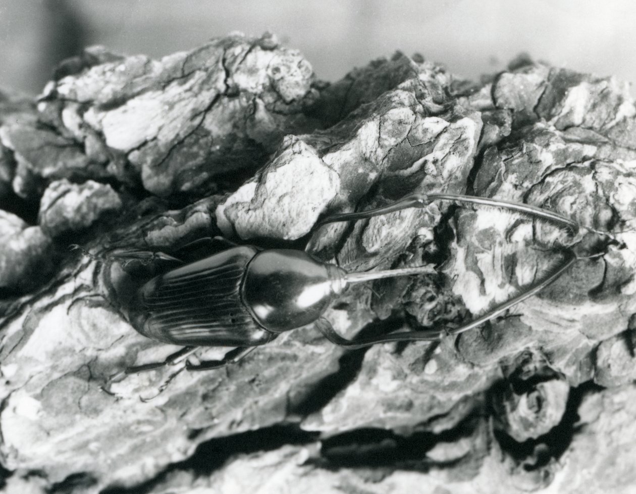 Bir ağaç kabuğu üzerinde duran bir Bambu Weevil, Londra Hayvanat Bahçesi, 1927 by Frederick William Bond