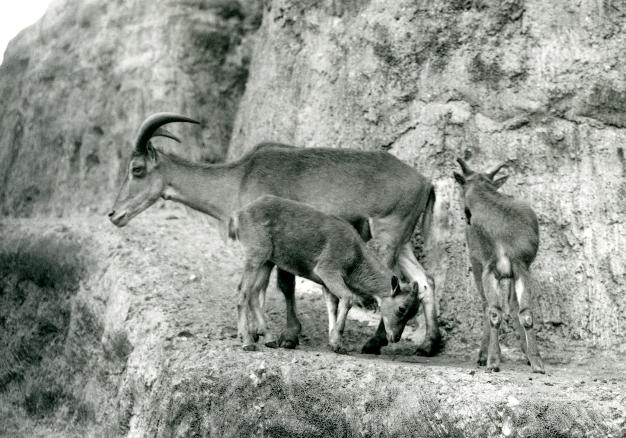 Bir Berberi koyunu/Aoudad/Waddan/Arui/Arruis iki yavrusuyla birlikte Mappin Teraslarında, Londra Hayvanat Bahçesi, Ağustos 1927 (s/b fotoğraf) by Frederick William Bond