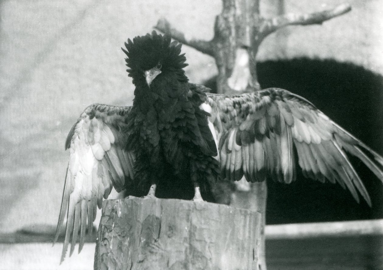 Bir ağaç kütüğünün üzerinde duran ve kanatlarını açan bir Bateleur Kartalı, Londra Hayvanat Bahçesi, 1925 by Frederick William Bond