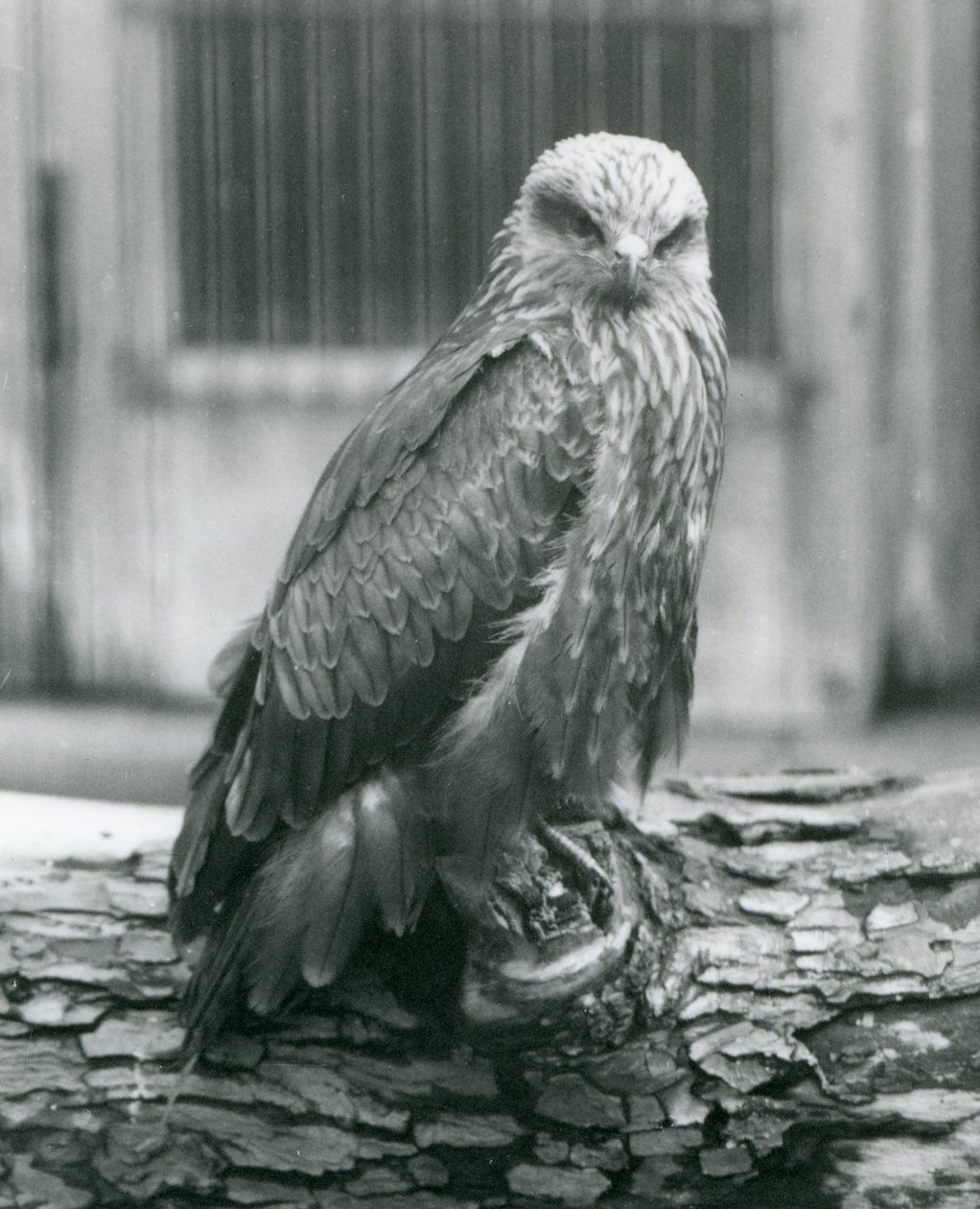 Bir kütüğün üzerinde duran bir Kara Uçurtma, Londra Hayvanat Bahçesi, Ağustos 1926 (s/b fotoğraf) by Frederick William Bond