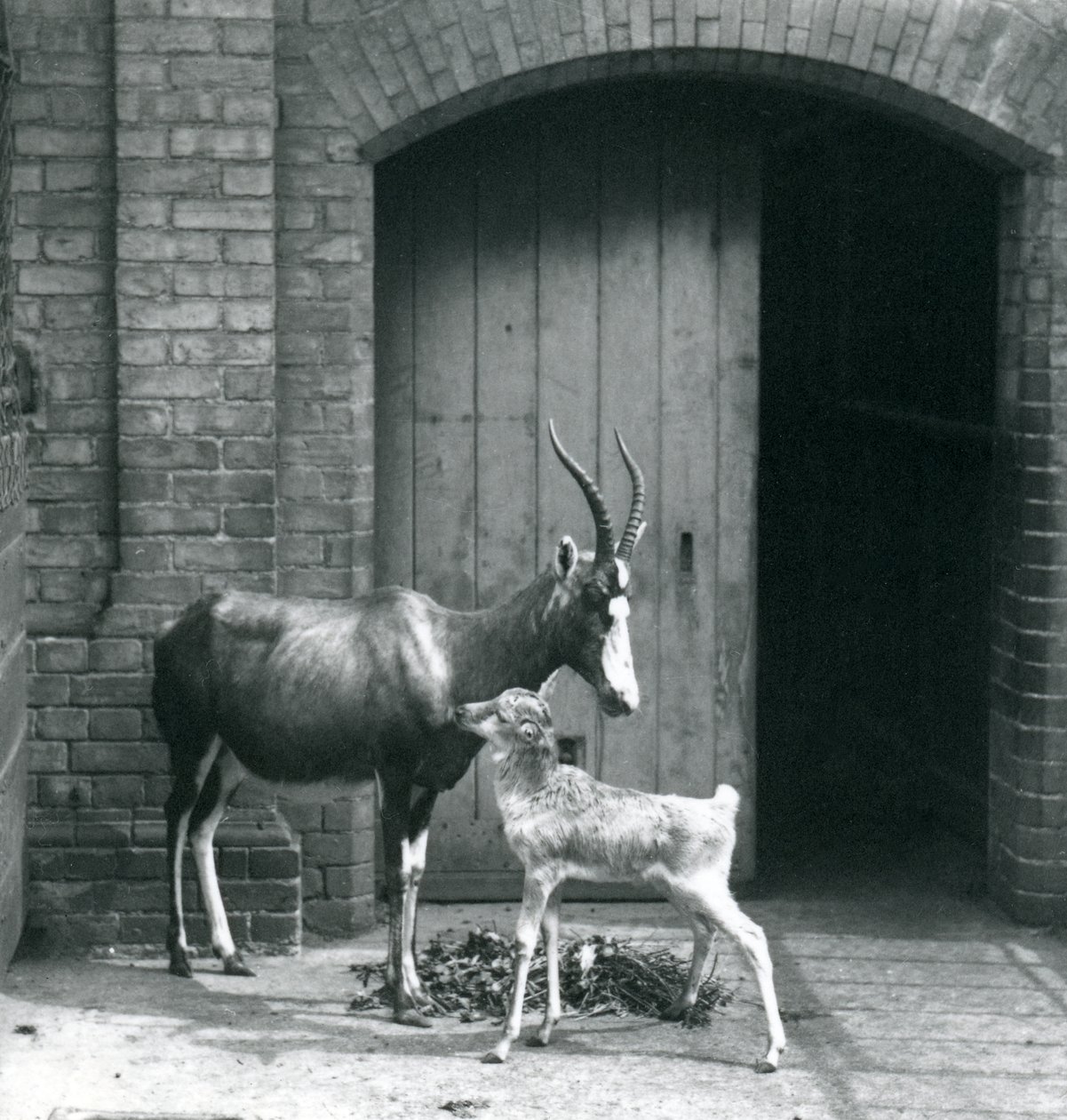 Londra Hayvanat Bahçesi'nde annesiyle birlikte bir Blesbok buzağı, Haziran 1914 by Frederick William Bond