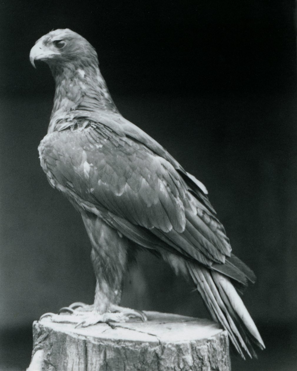 Haziran 1926