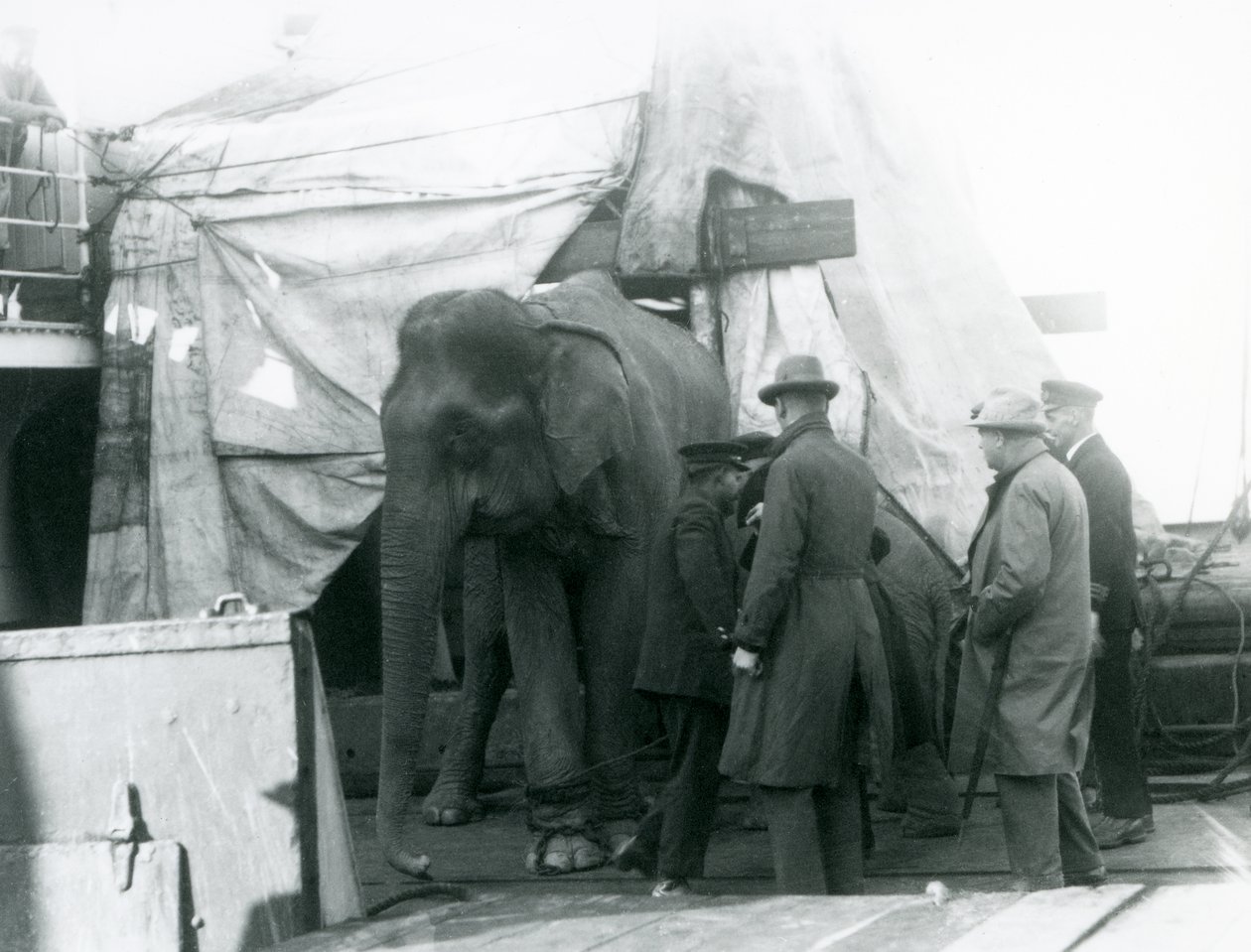 A Burmese Elephant sheltered partly under a tarpaulin on deck, with a trainer and four other men, travelling to London Zoo in 1927 (b/w photo) by Frederick William Bond