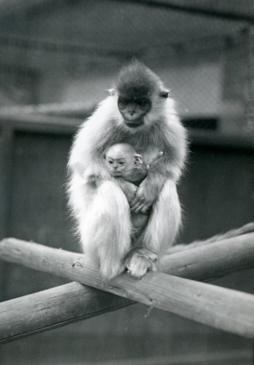 Bir kiriş üzerinde otururken bebeği tutan Kapaklı Langur. Londra Hayvanat Bahçesi, 6 Ekim 1913 by Frederick William Bond