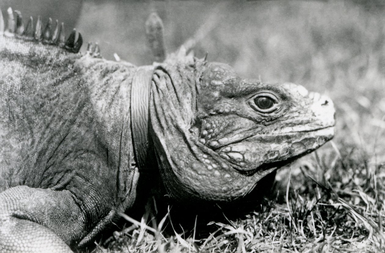 Bir Bulutlu Kaya Iguana Methuselah, Londra Hayvanat Bahçesi