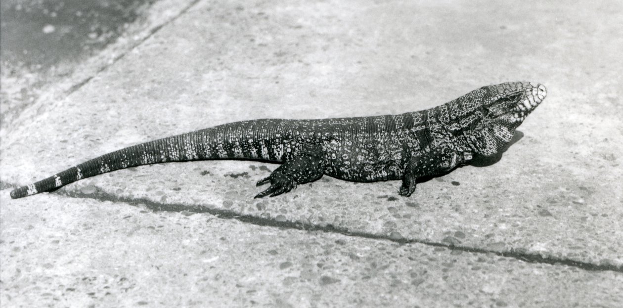 A CommonGoldGoldenBlackColumbian Tegu veya Tiger Lizard Ağustos 1926
