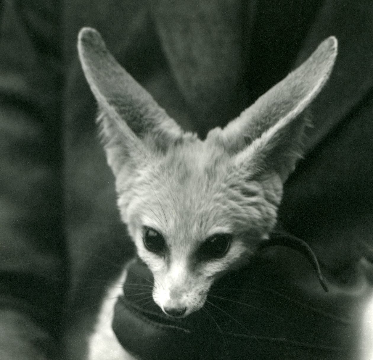 Bir Fennec Fox eldivenli bir bekçi tarafından boynuna tutuluyor, 1924 by Frederick William Bond