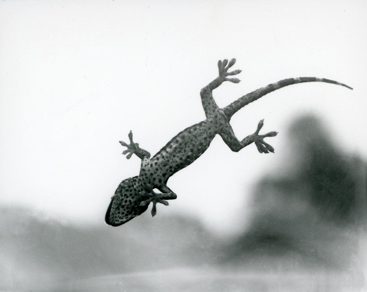 Cama tırmanırken aşağıdan görülen ve özel ayak pedlerini gösteren bir Gecko, Londra Hayvanat Bahçesi, Ağustos 1928 (s/b fotoğraf) by Frederick William Bond