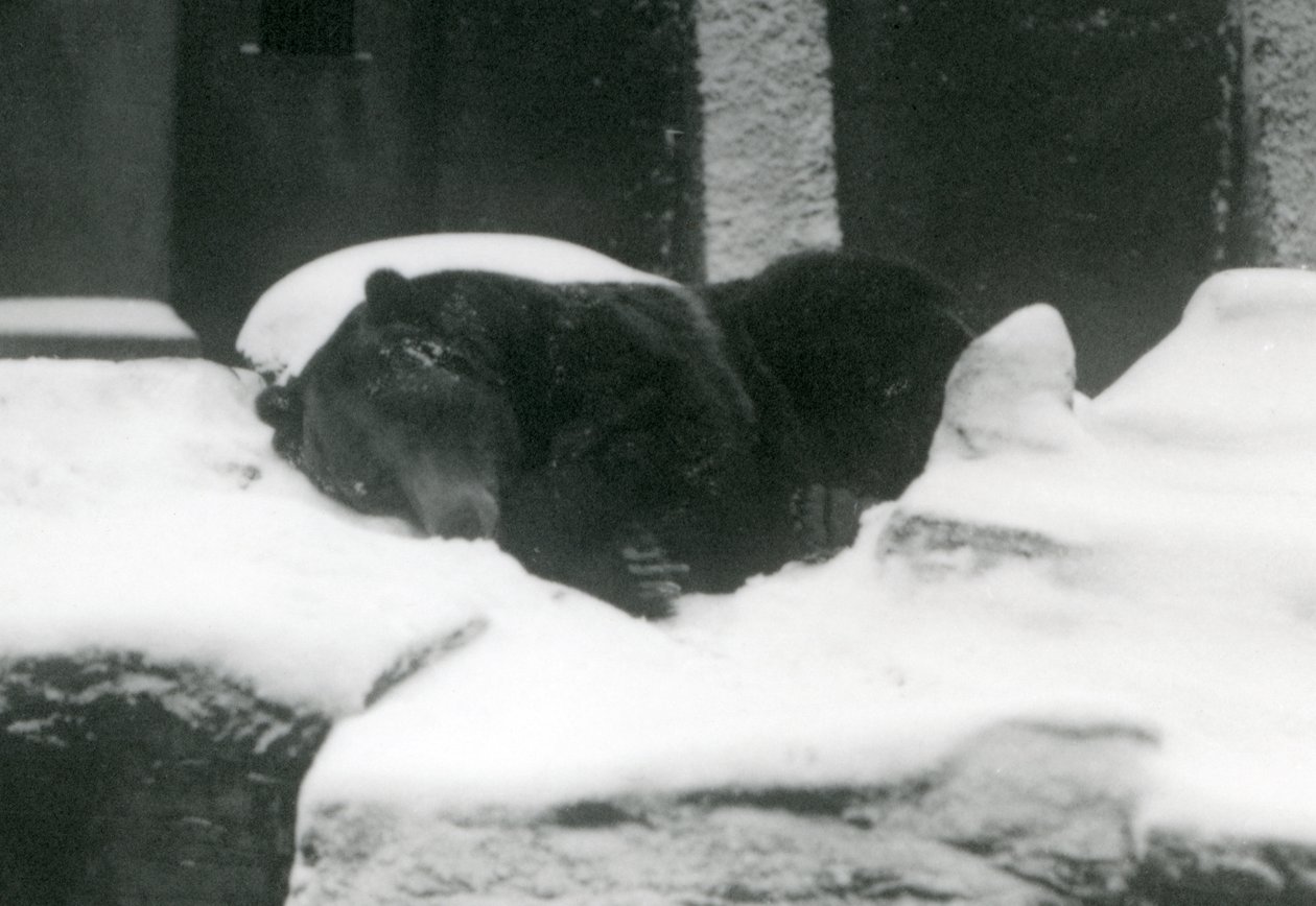 Karda uyuyan bir Boz Ayı, Londra Hayvanat Bahçesi, 1924 by Frederick William Bond