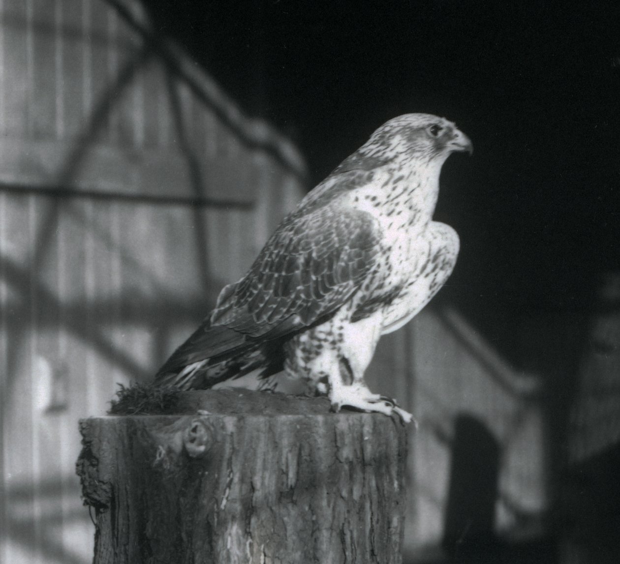 Bir kütüğün üzerinde dinlenen bir Gyrfalcon, Londra Hayvanat Bahçesi, Aralık 1925 by Frederick William Bond
