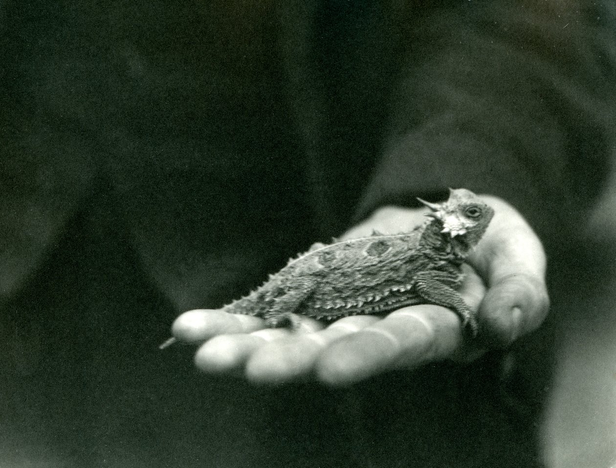 Boynuzlu Kertenkele, bakıcısının elinde duruyor, Londra Hayvanat Bahçesi, Nisan 1923 (bw fotoğraf) by Frederick William Bond
