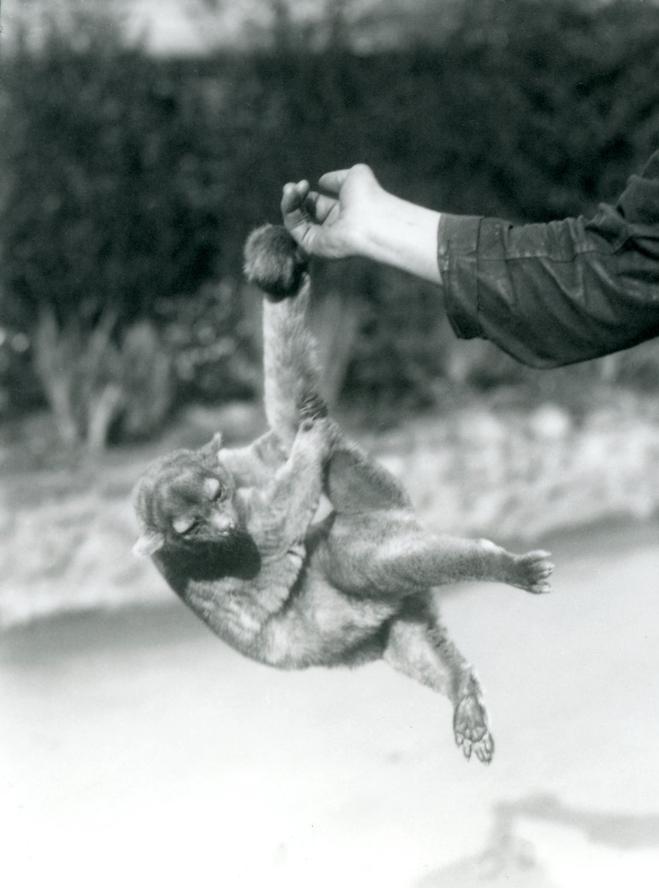 Bir Kinkajou, kavrayıcı kuyruğuyla koruyucunun parmağından sarkıyor, Londra Hayvanat Bahçesi, Eylül 1925 by Frederick William Bond