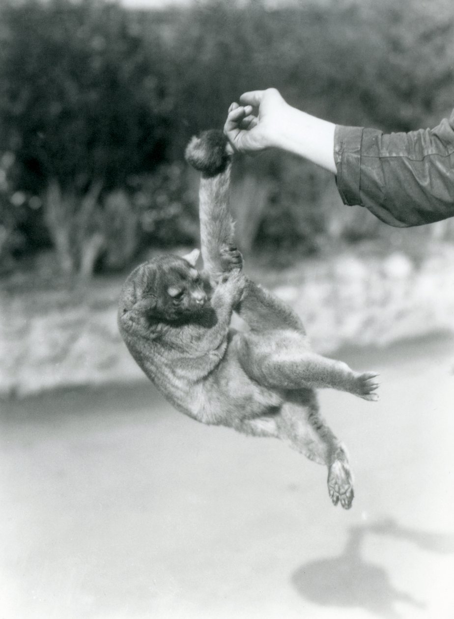 Bir Kinkajou, kavrayıcı kuyruğuyla koruyucunun parmağından sarkıyor, Londra Hayvanat Bahçesi, Eylül 1925 by Frederick William Bond