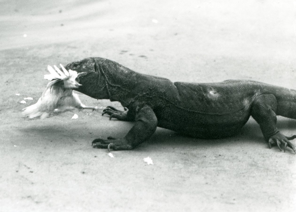 Tavuk yiyen bir Komodo Ejderhası, Londra Hayvanat Bahçesi by Frederick William Bond