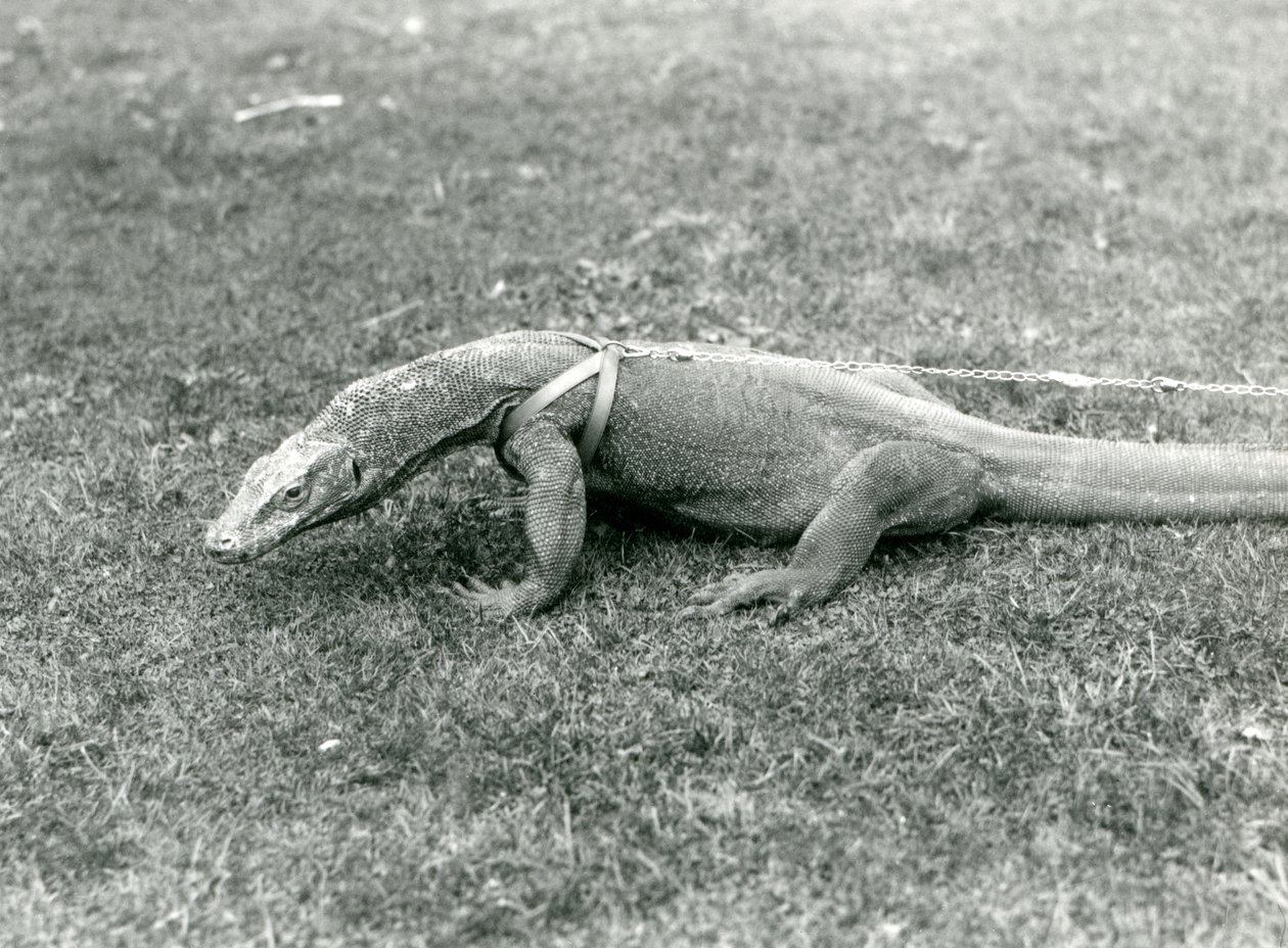 Bir Komodo Ejderhası, koşum takımı ve tasma takmış, çimenlikte yürüyüşe çıkmış (s/b fotoğraf) by Frederick William Bond