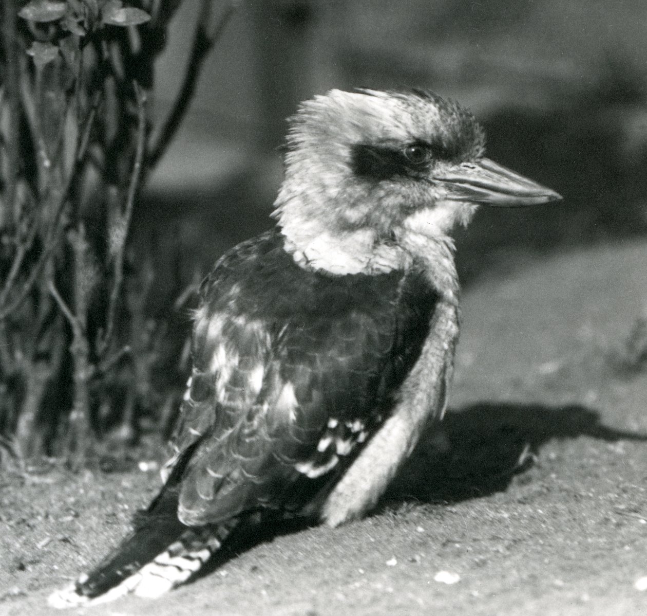 Nisan 1925