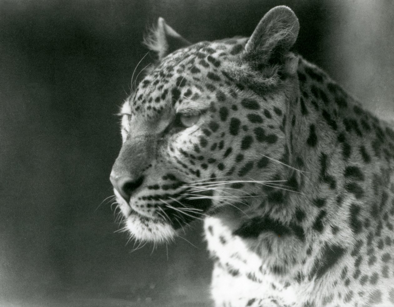 A Leopard at London Zoo in 1930 (b/w photo) by Frederick William Bond