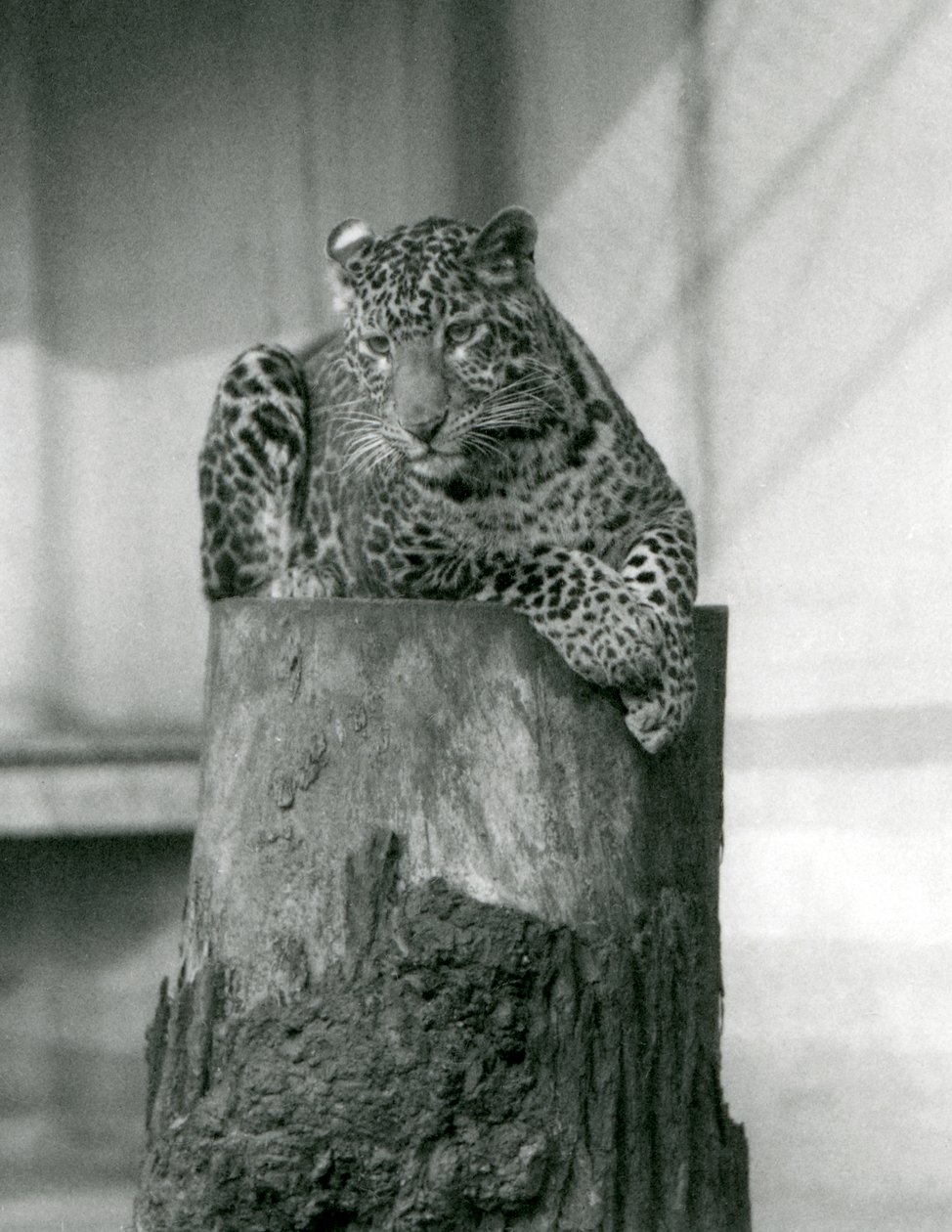 Bir ağaç kütüğünün tepesinde yatan bir leopar, Londra Hayvanat Bahçesi by Frederick William Bond