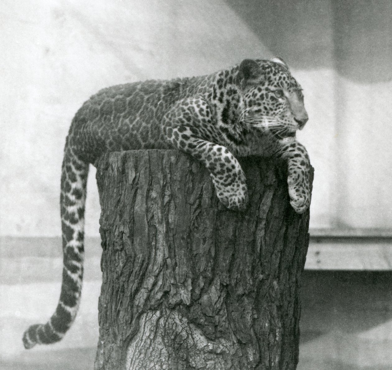 Bir ağaç kütüğünün tepesinde yatan ve kuyruğu arkadan sarkan bir leopar, Londra Hayvanat Bahçesi by Frederick William Bond