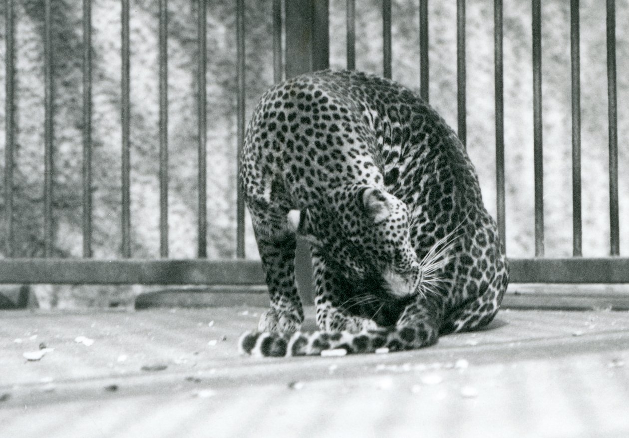 Bacağını tımar eden muhafazasında oturan bir leopar, Londra Hayvanat Bahçesi, 1927 by Frederick William Bond