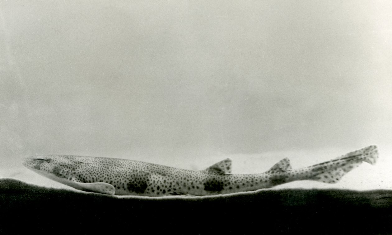 1924