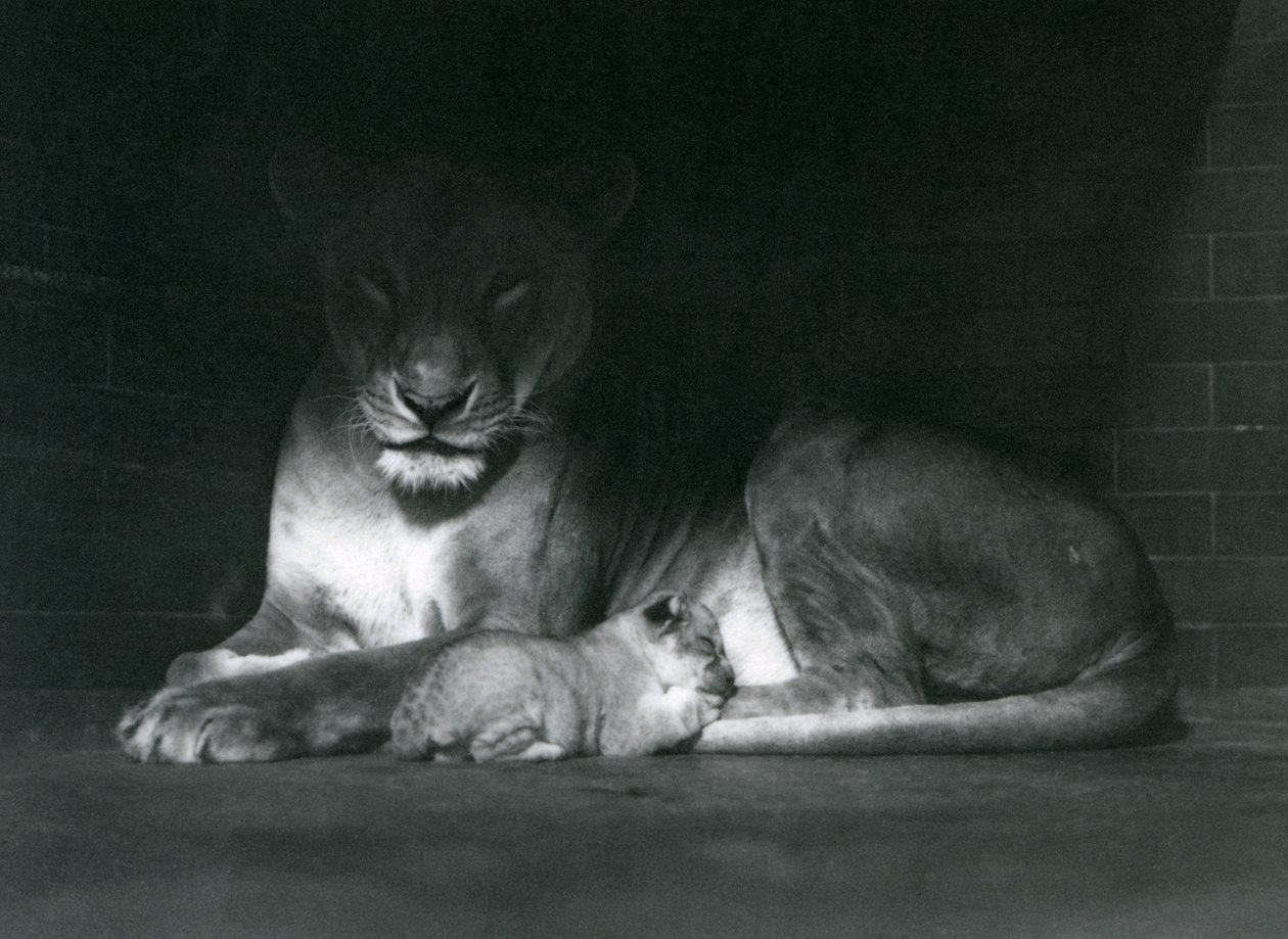 Muhafazalarının arkasındaki gölgede yatan bir dişi aslan ve yavru, Londra Hayvanat Bahçesi, Ekim 1925 by Frederick William Bond