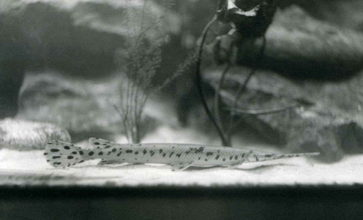 Longnose gar veya Needlenose gar, Londra Hayvanat Bahçesi, 1924 by Frederick William Bond