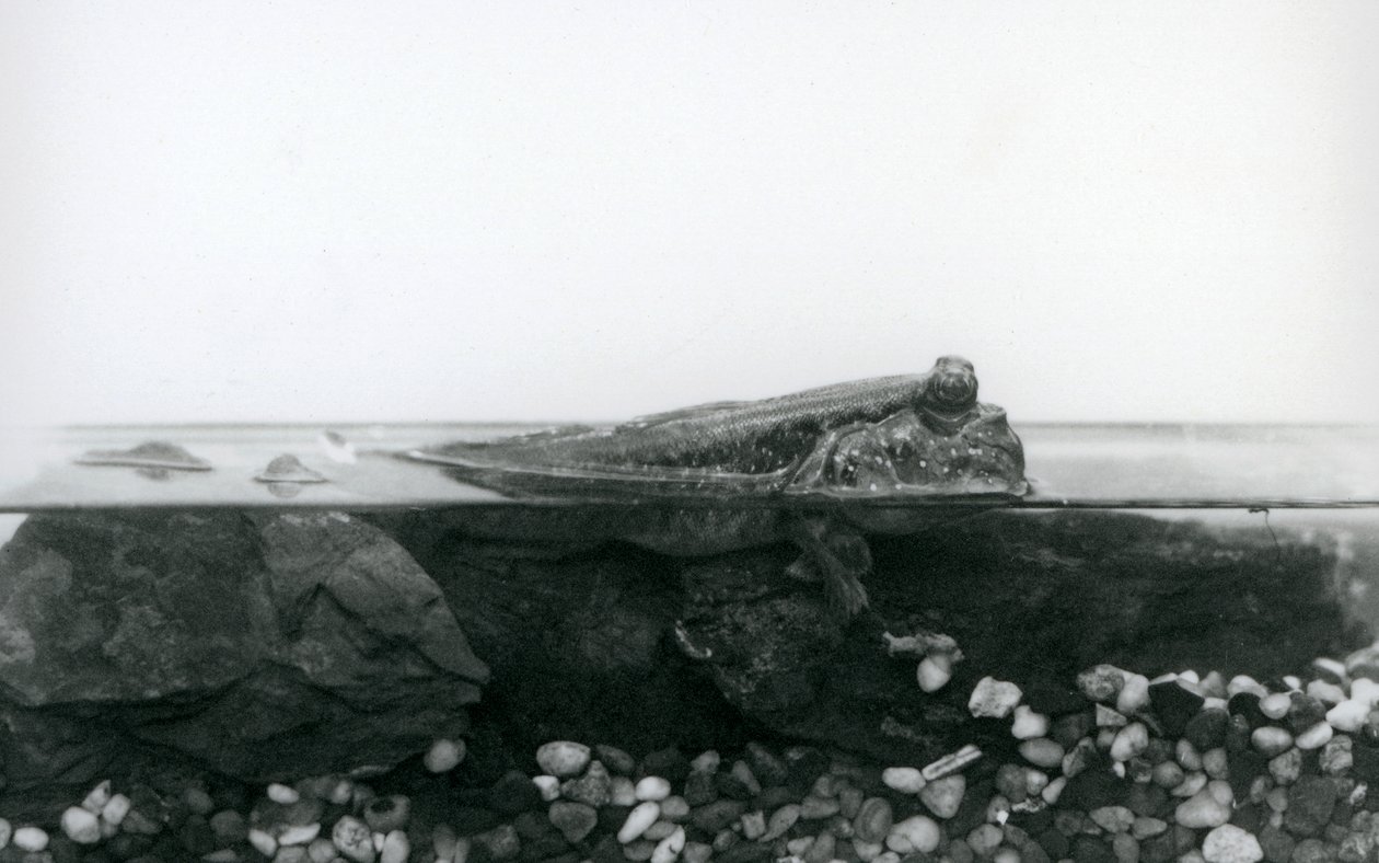 London Zoo by Frederick William Bond
