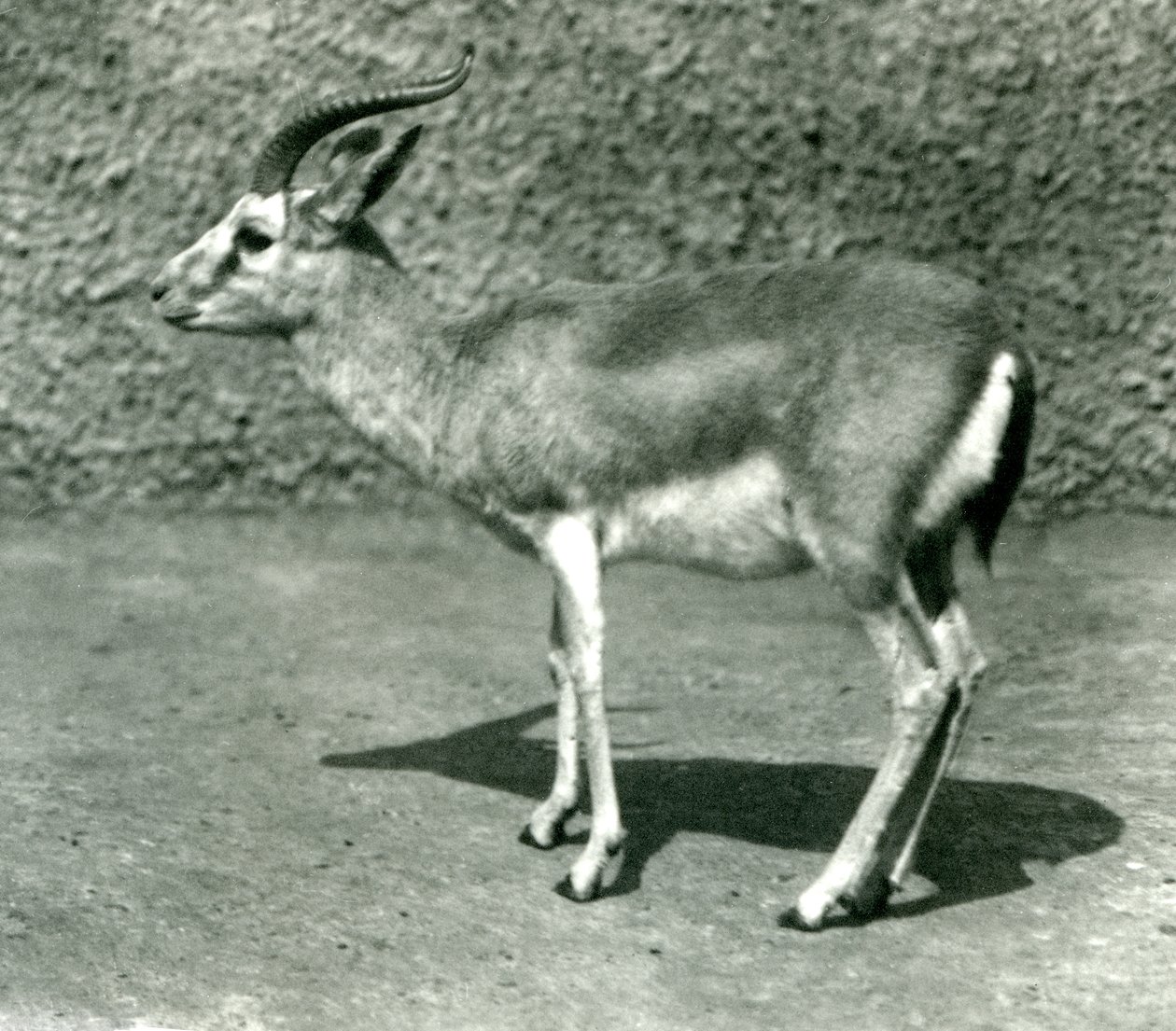Haziran 1925