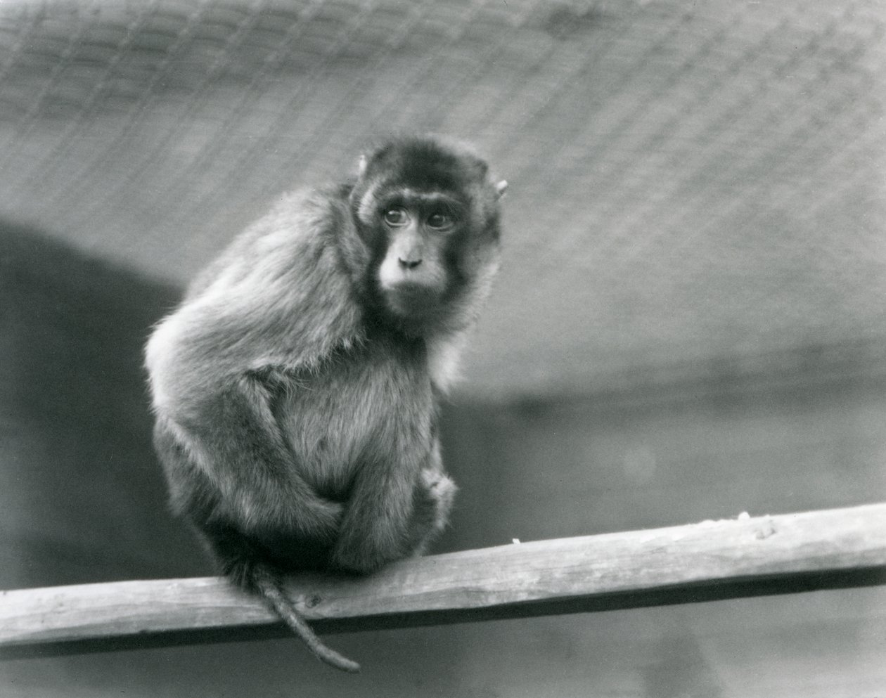 A Pig-tailed Macaque sitting on a perch in its enclosure at London Zoo (b/w photo) by Frederick William Bond