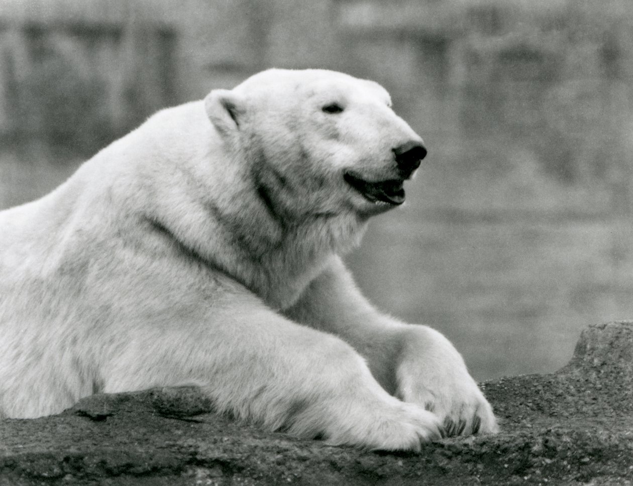 A Polar Bear resting on a rocky ledge at London Zoo in 1931 (b/w photo) by Frederick William Bond