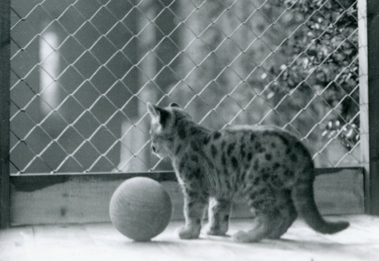 Elinde top olan bir Puma kedi yavrusu, muhafazasının dışına bakıyor, Londra Hayvanat Bahçesi, 1923 by Frederick William Bond