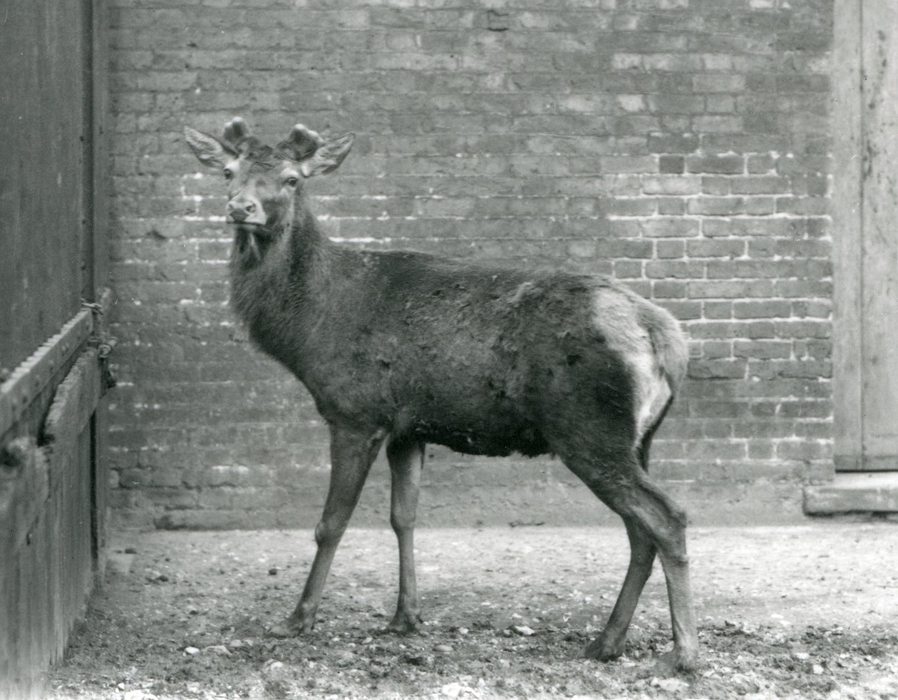 Boynuzları tomurcuklanan bir Kızıl Geyik, Londra Hayvanat Bahçesi, Ağustos 1928 (s/b fotoğraf) by Frederick William Bond