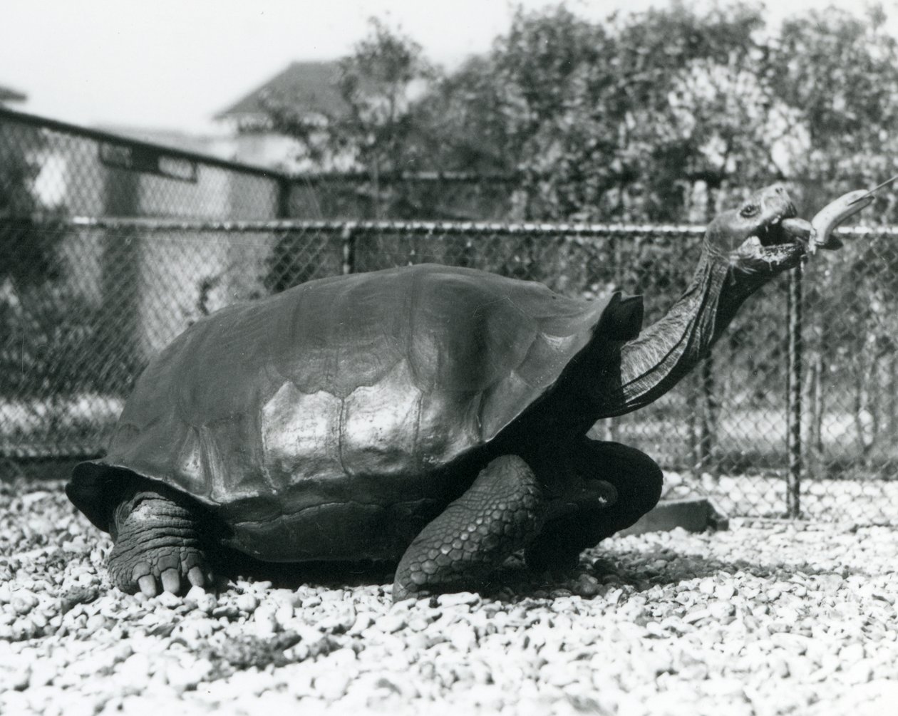 Bir Saddleback, Galapagos Kaplumbağası bir sopa üzerinde bir muzla beslenir (s/b fotoğraf) by Frederick William Bond