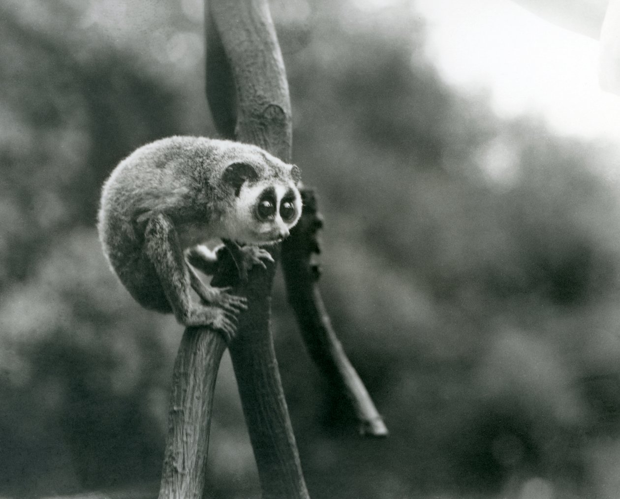 Bir daldan aşağı bakan bir İnce Loris, Londra Hayvanat Bahçesi, Ağustos 1926 by Frederick William Bond