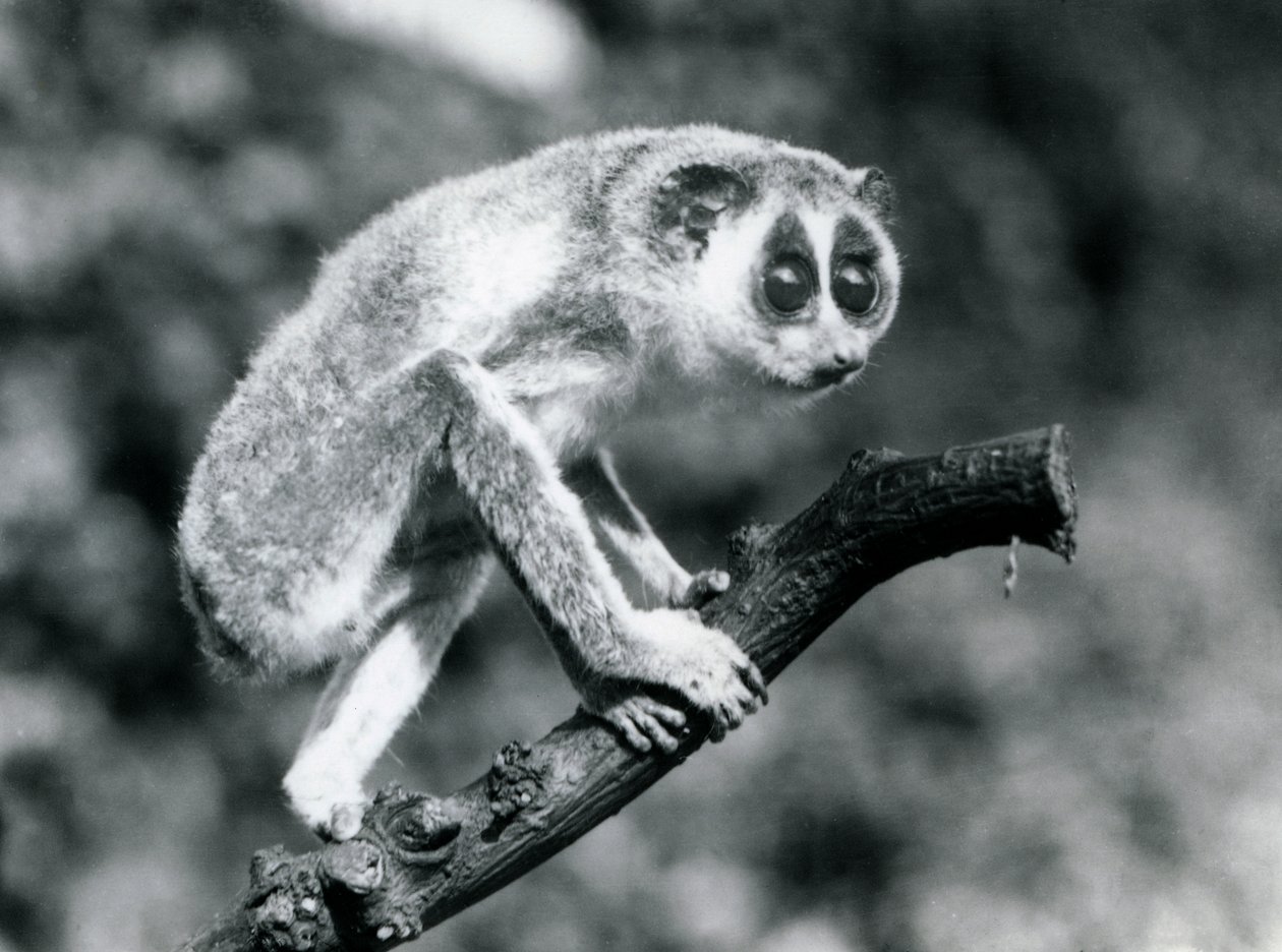 Dalda yürüyen İnce Loris, Londra Hayvanat Bahçesi, Ağustos 1926 by Frederick William Bond