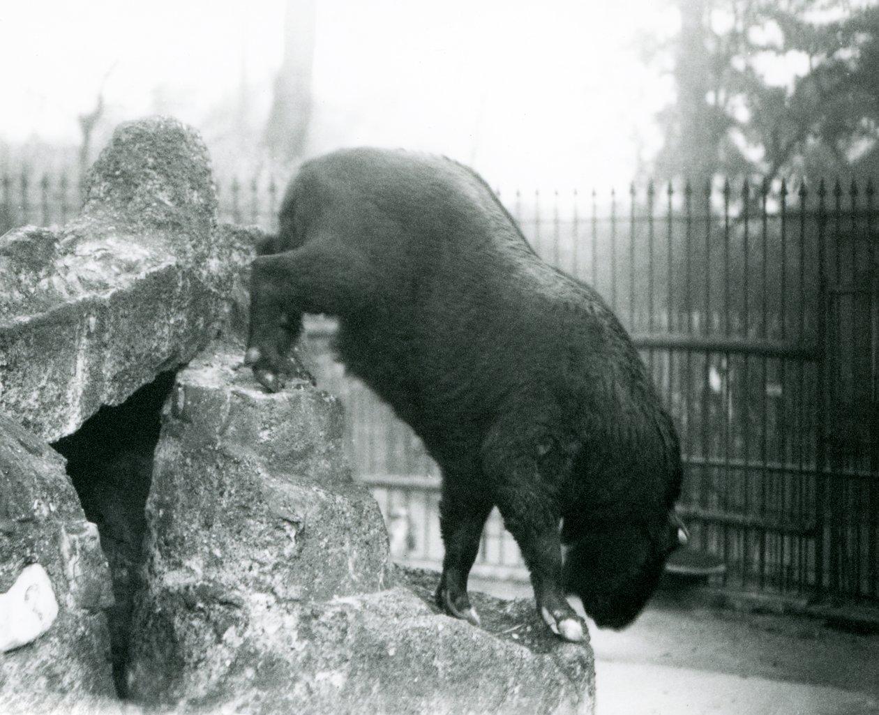 Sığır güderi veya Gnu keçisi olarak da bilinen bir Takin, kayalardan aşağı iniyor, Londra Hayvanat Bahçesi by Frederick William Bond