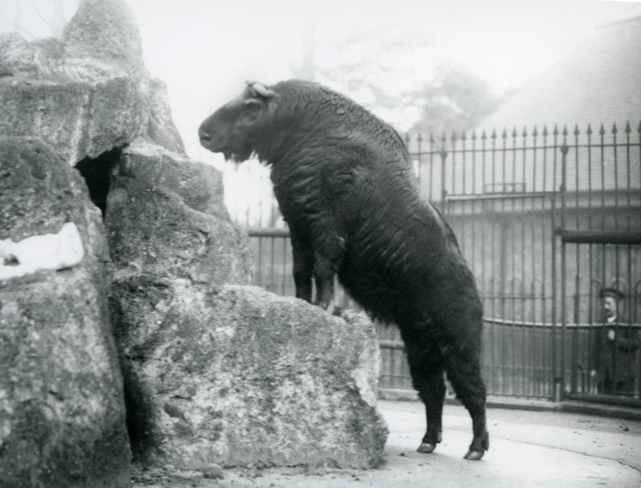 Sığır güderi veya Gnu keçisi olarak da bilinen bir Takin, ön ayakları bir kayanın üzerinde durarak dik duruyor, Londra Hayvanat Bahçesi by Frederick William Bond