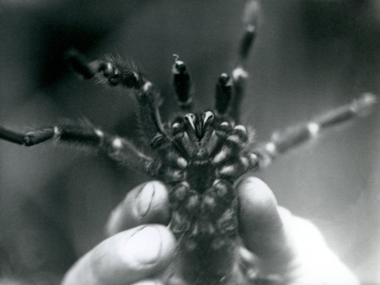 Dişlerini aşağıdan göstermek için kaldırılan bir Tarantula, Londra Hayvanat Bahçesi, Ekim 1925 by Frederick William Bond