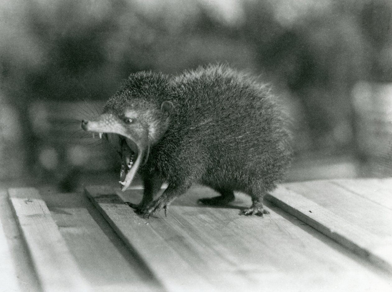 Ağzı açık, geniş ağzını ve keskin dişlerini gösteren bir Tenrec, Londra Hayvanat Bahçesi by Frederick William Bond