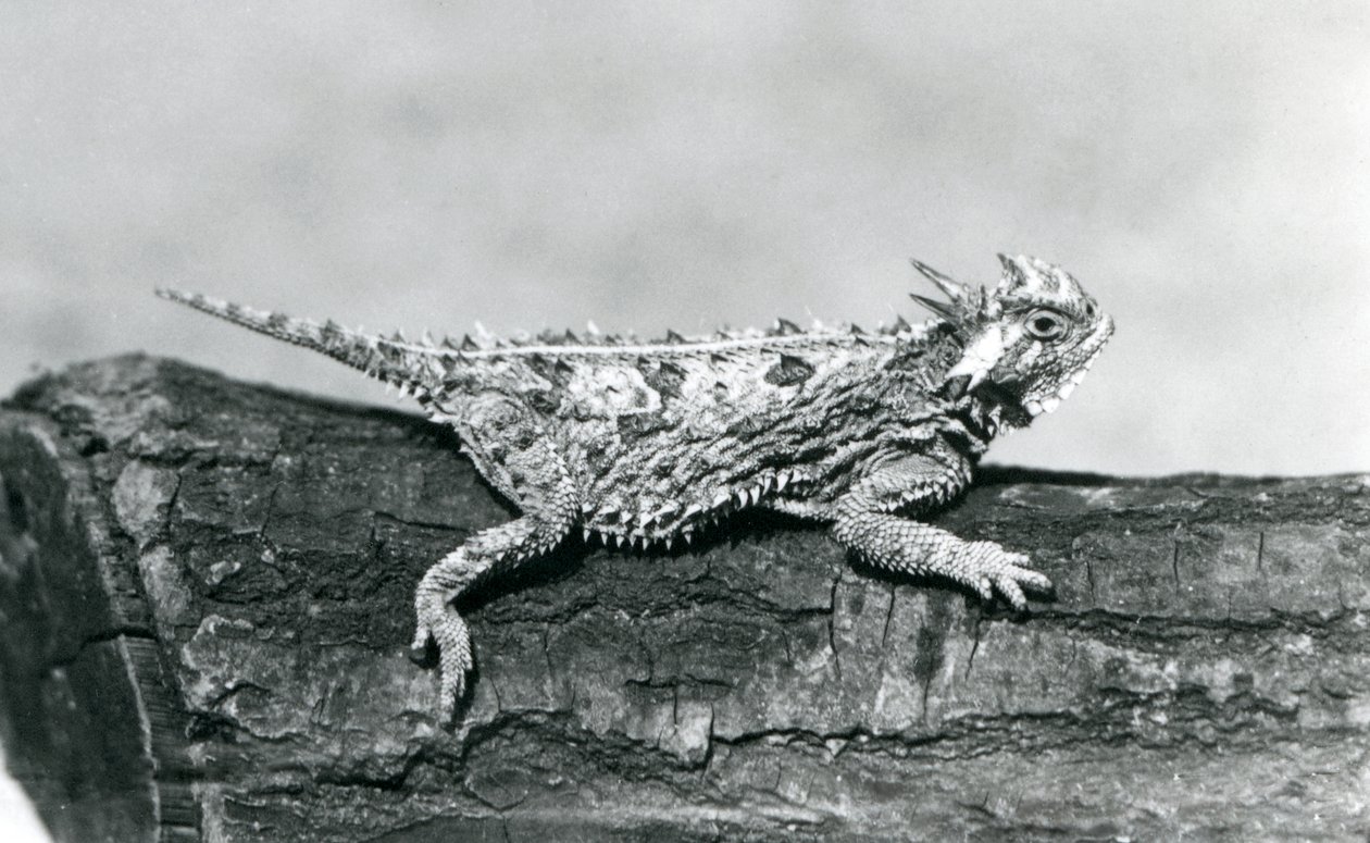 A Texas Horned Lizard/ Horntoad/Horned Toad/Horny Toad resting on a log at London Zoo in August 1928 (b/w photo) by Frederick William Bond
