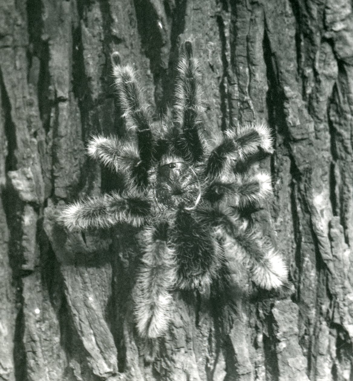 Bir ağaç gövdesinin kabuğu üzerinde bir Trinidad Chevron Tarantula, Londra Hayvanat Bahçesi, Ekim 1926 by Frederick William Bond