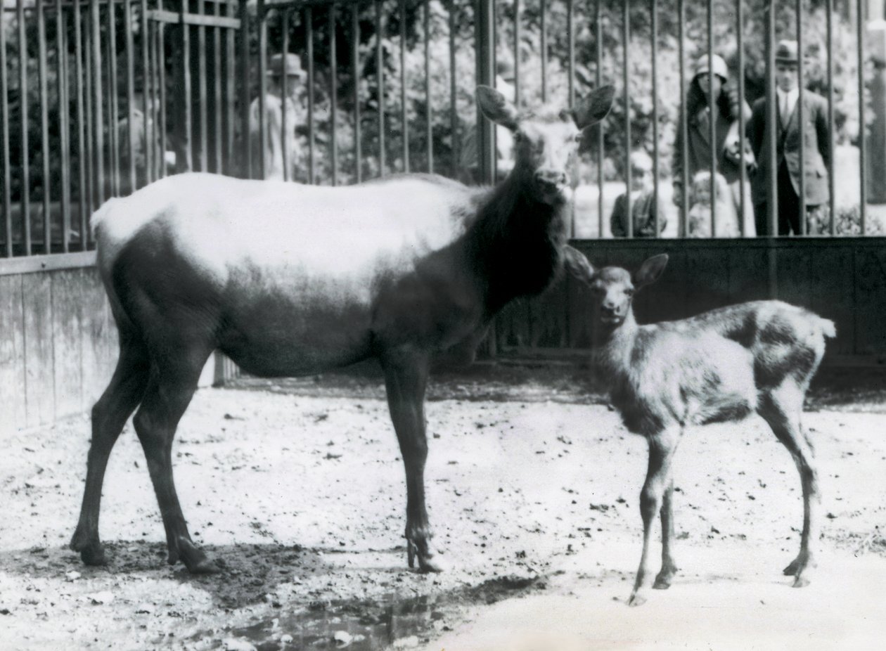 Londra Hayvanat Bahçesi, barların arasından bakan ziyaretçilerin bulunduğu padoklarında geyik yavrusuyla bir Wapiti/Elk by Frederick William Bond