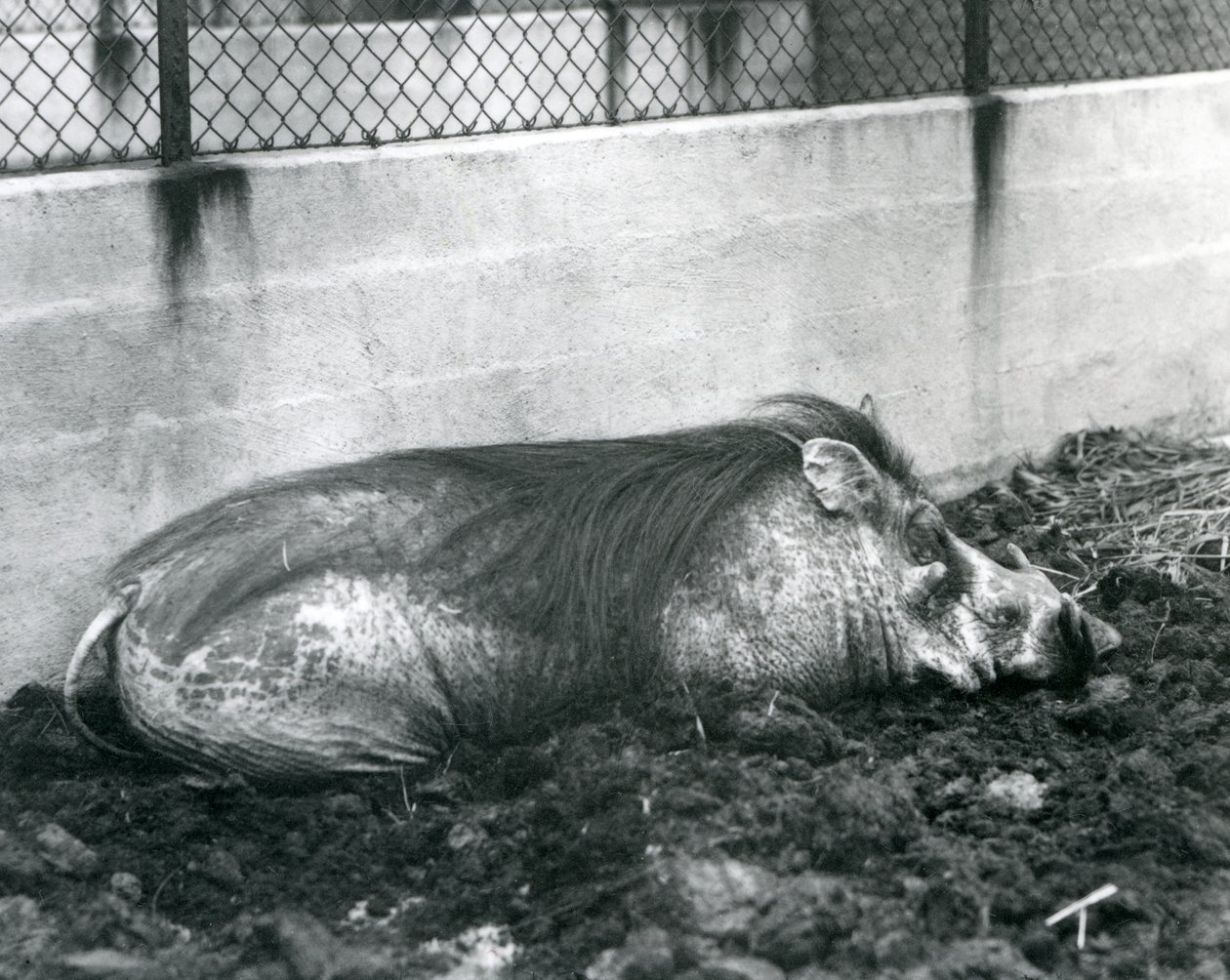 Çamurda uyuyan bir Warthog, Londra Hayvanat Bahçesi, Temmuz 1927 (s/b fotoğraf) by Frederick William Bond