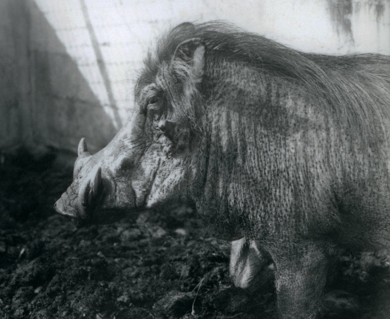 Çamur içinde duran bir Warthog, Londra Hayvanat Bahçesi, 1927 by Frederick William Bond