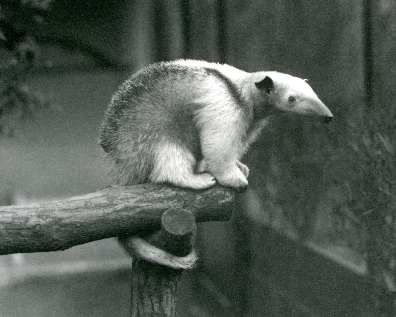 Genç Yakalı Tamandua, kavrayıcı kuyruğuyla tutunan bir dalın ucunda oturuyor, Londra Hayvanat Bahçesi, 24 Nisan 1925 by Frederick William Bond