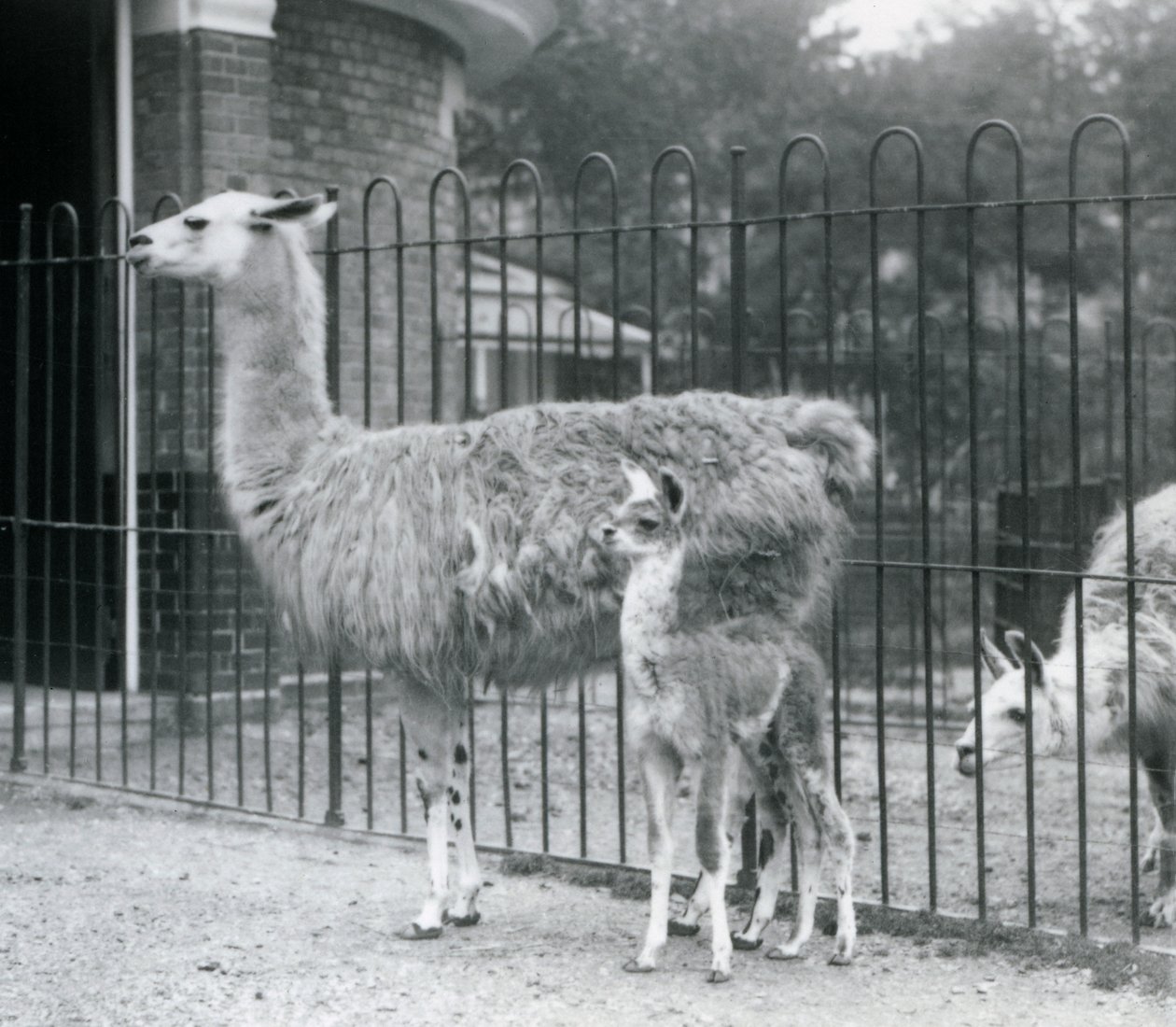1926 Londra Hayvanat Bahçesi