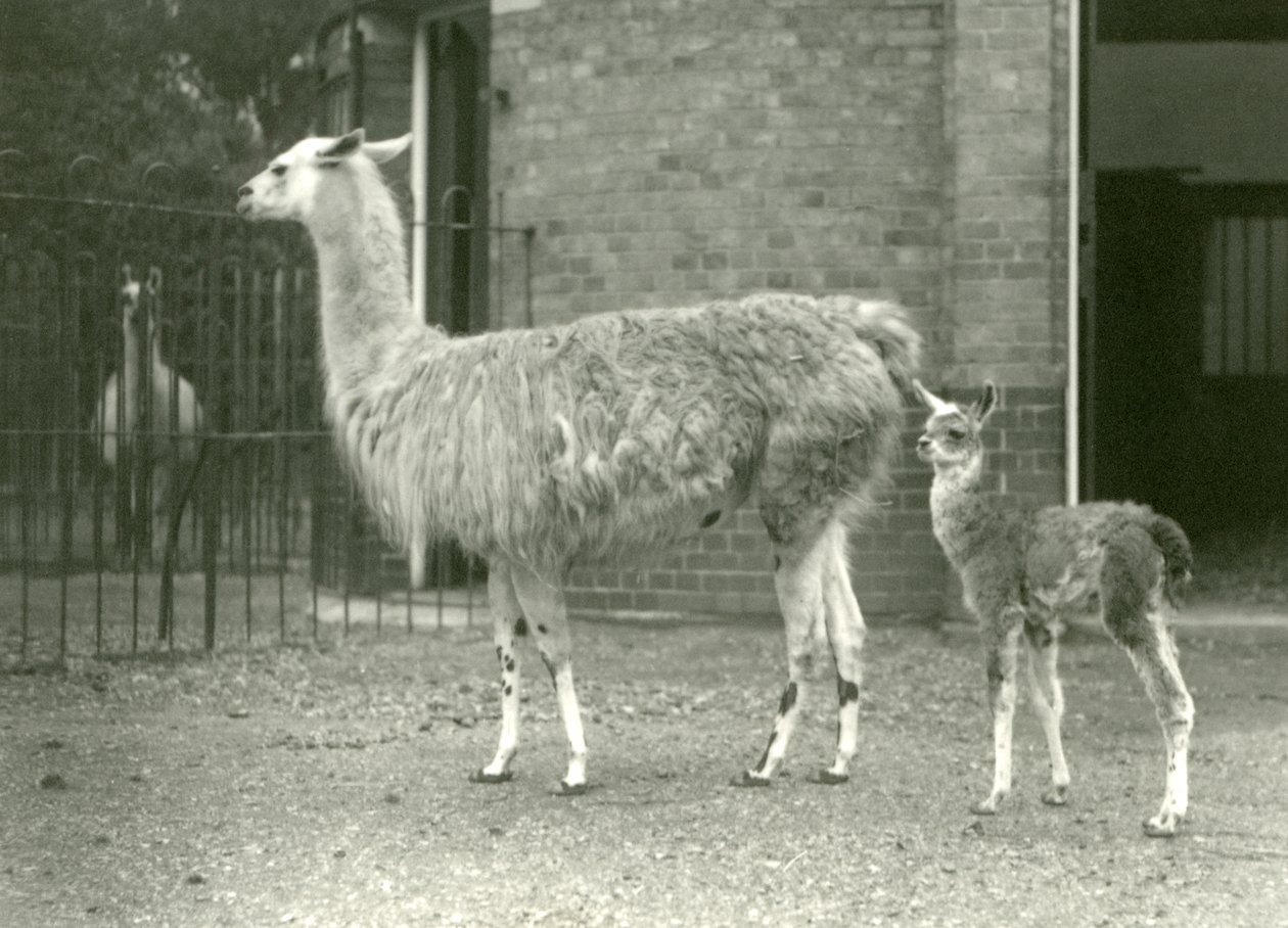 1927 Londra Hayvanat Bahçesi