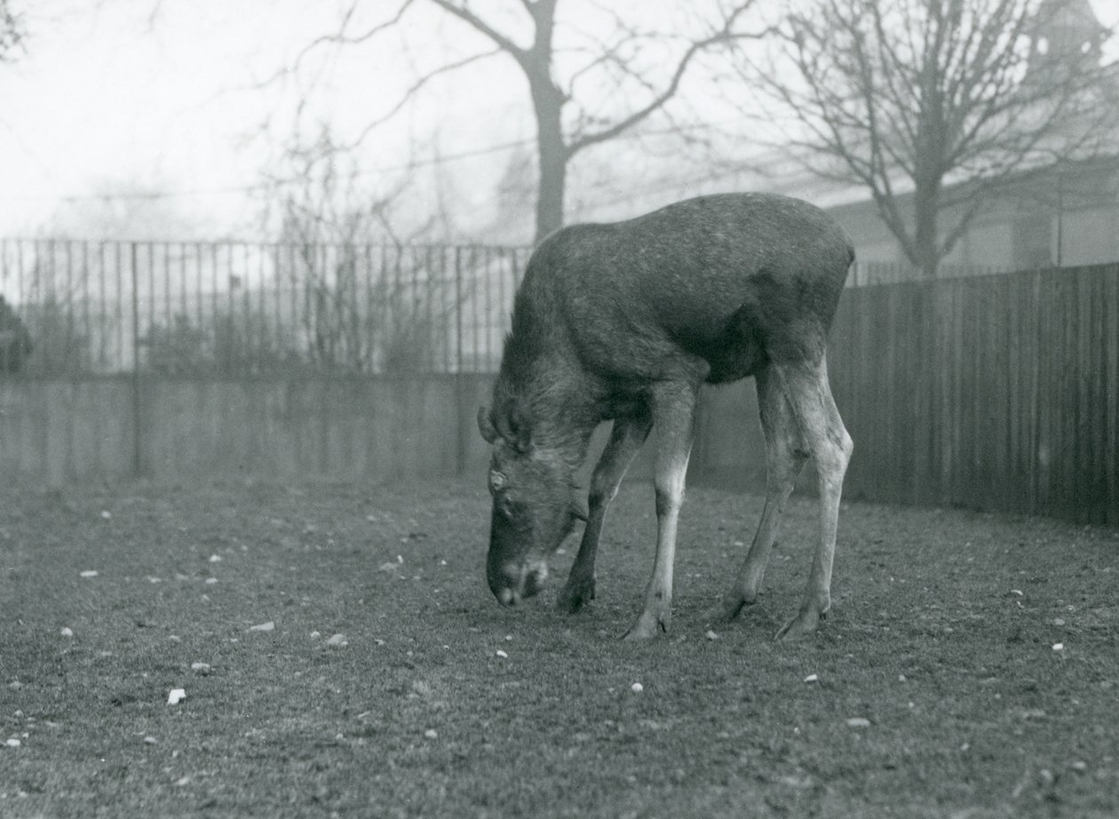 Bir boğa Elk/Moose padokunda duruyor ve çimlere doğru uzanıyor, Londra Hayvanat Bahçesi, Ocak 1926 (s/b fotoğraf) by Frederick William Bond