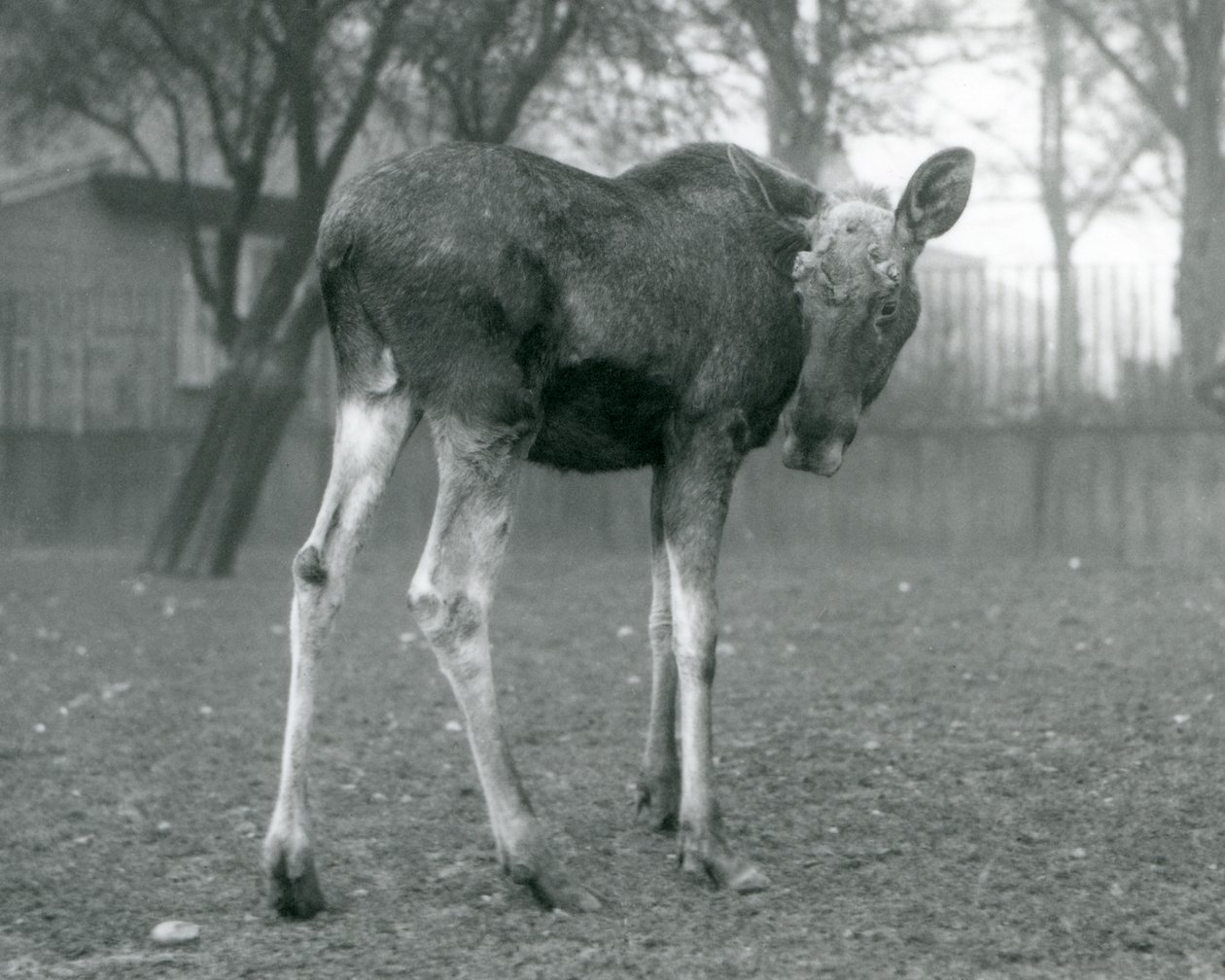Yakın zamanda dökülen boynuzlarının yaraları olan bir boğa ElkMoose, Ocak 1926